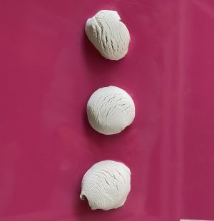 Colección Orgánica conchas