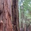 Sequoyas