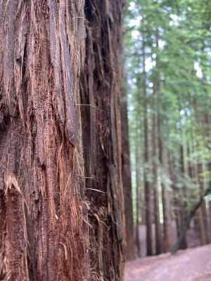 Sequoyas