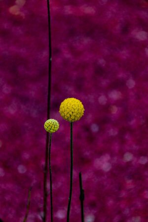 Ikebana