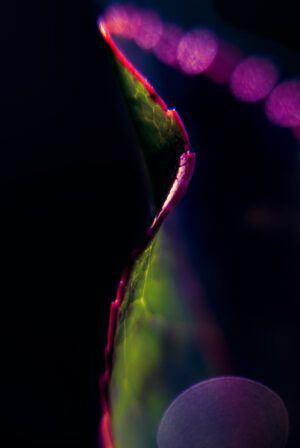 Noche esmeralda
