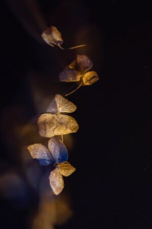 Time to fly II