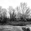 ARBOLES Y RIO