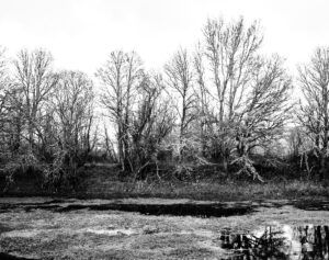 ARBOLES Y RIO