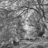 CAMINO DE ROBLES