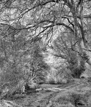 CAMINO DE ROBLES