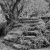 ESCALERA FRONDOSA
