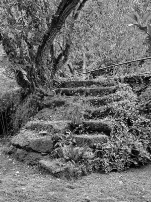 ESCALERA FRONDOSA